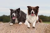 BORDER COLLIE 772